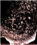 Prova Cientifica.