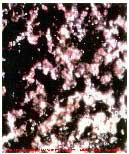 Prova Cientifica.