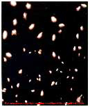 Prova Cientifica.